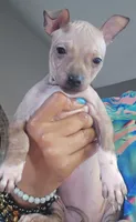 Bambi , a female American Hairless Terrier for sale in Medford, MA – 3 of 5
