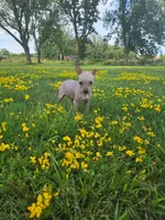 Bambi , a female American Hairless Terrier for sale in Medford, MA – 5 of 8