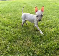 Bambi , a female American Hairless Terrier for sale in Medford, MA – 6 of 8