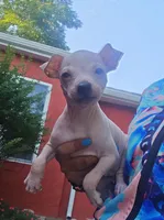 Titan, a male American Hairless Terrier for sale in Medford, MA – 8 of 8