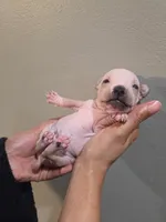 Titan, a male American Hairless Terrier for sale in Medford, MA – 2 of 6