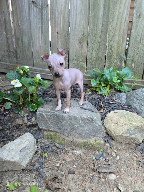 Bambi  – American Hairless Terrier puppy for sale in Medford, MA