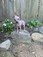 Bambi , a female American Hairless Terrier for sale in Medford, MA – 1 of 4