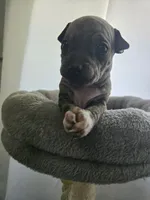 Rocket, a male American Hairless Terrier for sale in Medford, MA – 6 of 8