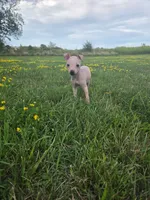 Titan, a male American Hairless Terrier for sale in Medford, MA – 2 of 8