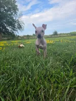 Bambi , a female American Hairless Terrier for sale in Medford, MA – 8 of 8