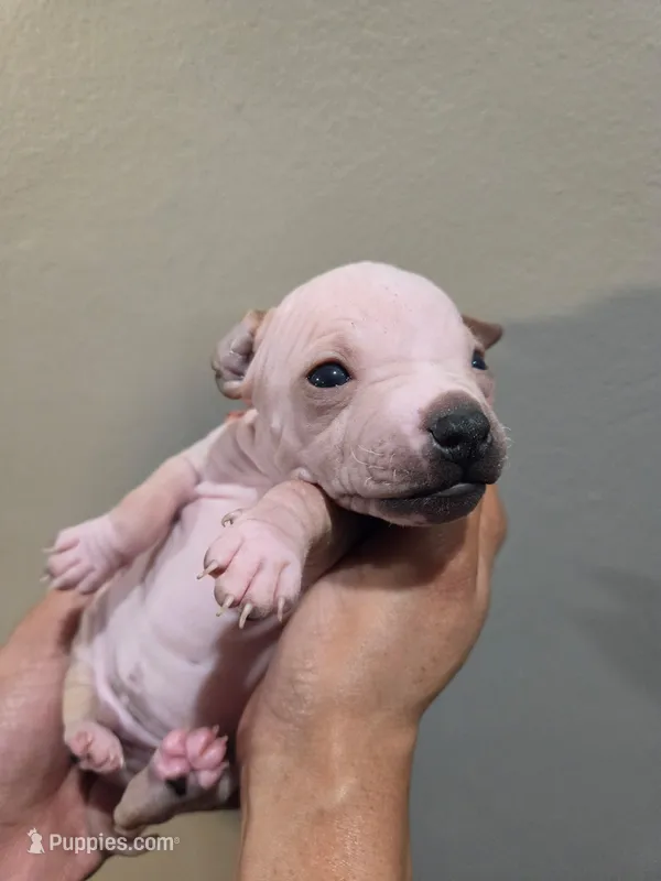Titan – American Hairless Terrier puppy for sale in Medford, MA