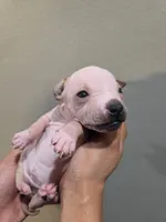 Titan, a male American Hairless Terrier for sale in Medford, MA – 1 of 6