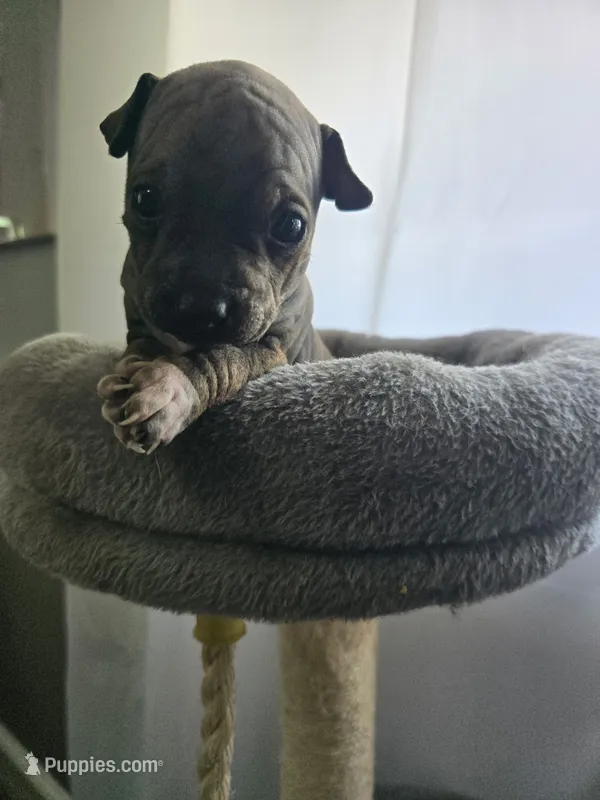 Rocket – American Hairless Terrier puppy for sale in Medford, MA