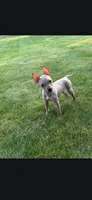 Bambi , a female American Hairless Terrier for sale in Medford, MA – 7 of 8