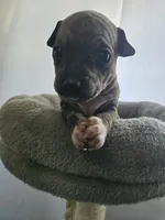 Rocket, a male American Hairless Terrier for sale in Medford, MA – 7 of 8