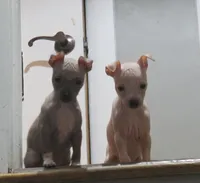 Bambi , a female American Hairless Terrier for sale in Medford, MA – 4 of 5