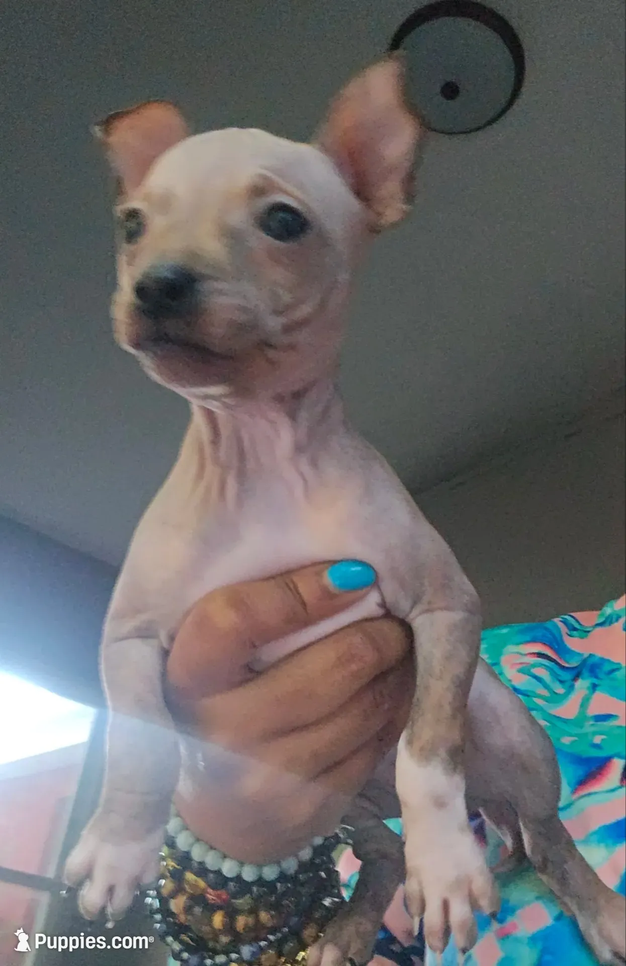 Bambi , a female American Hairless Terrier for sale in Medford, MA – 1 of 5
