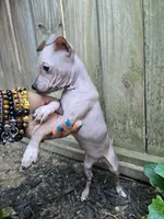 Bambi , a female American Hairless Terrier for sale in Medford, MA – 4 of 4