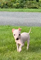 Titan, a male American Hairless Terrier for sale in Medford, MA – 8 of 9