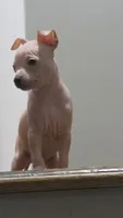 Titan, a male American Hairless Terrier for sale in Medford, MA – 7 of 8