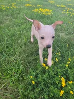 Titan, a male American Hairless Terrier for sale in Medford, MA – 5 of 8