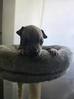Rocket, a male American Hairless Terrier for sale in Medford, MA – 4 of 8
