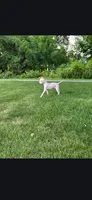 Titan, a male American Hairless Terrier for sale in Medford, MA – 5 of 9