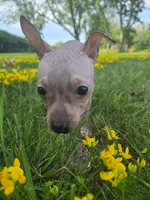 Bambi , a female American Hairless Terrier for sale in Medford, MA – 4 of 8