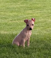 Titan, a male American Hairless Terrier for sale in Medford, MA – 7 of 9