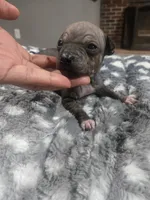 Rocket, a male American Hairless Terrier for sale in Medford, MA – 8 of 8
