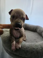 Bambi , a female American Hairless Terrier for sale in Medford, MA – 6 of 6