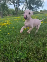 Titan, a male American Hairless Terrier for sale in Medford, MA – 4 of 8