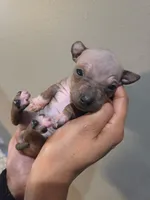 Bambi , a female American Hairless Terrier for sale in Medford, MA – 4 of 6