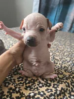 Titan, a male American Hairless Terrier for sale in Medford, MA – 5 of 6