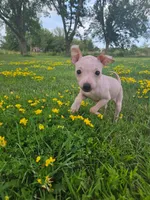 Titan, a male American Hairless Terrier for sale in Medford, MA – 1 of 8