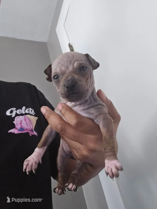 Bambi  – American Hairless Terrier puppy for sale in Medford, MA