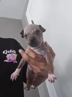 Bambi , a female American Hairless Terrier for sale in Medford, MA – 1 of 6