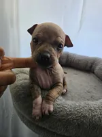 Bambi , a female American Hairless Terrier for sale in Medford, MA – 5 of 6
