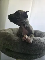 Rocket, a male American Hairless Terrier for sale in Medford, MA – 2 of 8