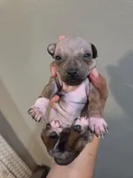 Bambi , a female American Hairless Terrier for sale in Medford, MA – 2 of 6