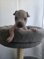 Titan, a male American Hairless Terrier for sale in Medford, MA – 3 of 6
