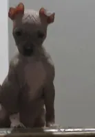 Bambi , a female American Hairless Terrier for sale in Medford, MA – 2 of 5