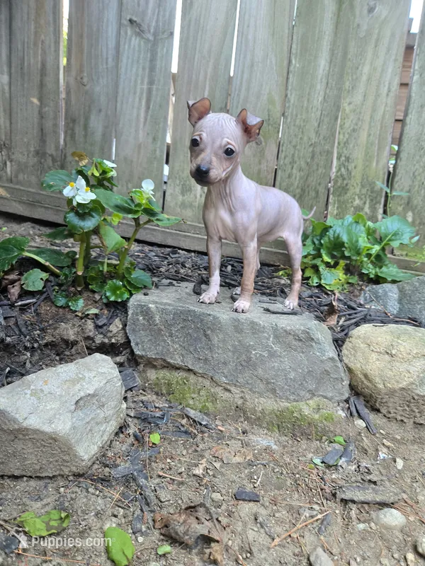 Bambi  – American Hairless Terrier puppy for sale in Medford, MA