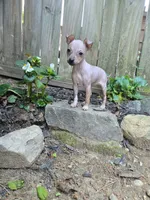 Bambi , a female American Hairless Terrier for sale in Medford, MA – 3 of 4