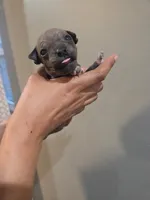 Rocket, a male American Hairless Terrier for sale in Medford, MA – 5 of 8