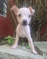 Titan, a male American Hairless Terrier for sale in Medford, MA – 3 of 8