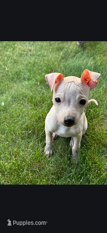 Titan – American Hairless Terrier puppy for sale in Medford, MA