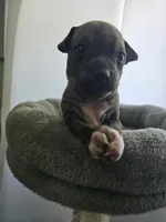Rocket, a male American Hairless Terrier for sale in Medford, MA – 3 of 8