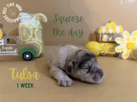 Tulsa, a female Miniature Schnauzer for sale in Buffalo, MO – 3 of 4