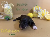 Tallahassee , a female Miniature Schnauzer for sale in Buffalo, MO – 3 of 4