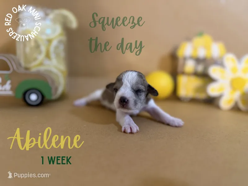 Abilene, a female Miniature Schnauzer for sale in Buffalo, MO – 1 of 5