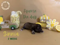 Zinnia, a female Miniature Schnauzer for sale in Buffalo, MO – 4 of 4