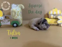 Tulsa, a female Miniature Schnauzer for sale in Buffalo, MO – 4 of 4