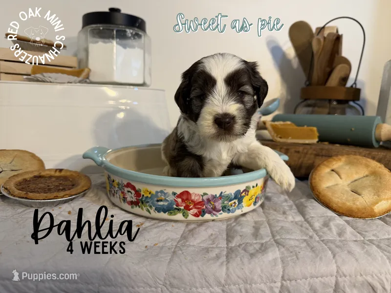 Dahlia – Miniature Schnauzer puppy for sale in Buffalo, MO